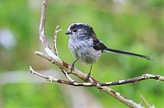 Long-tailed Tit